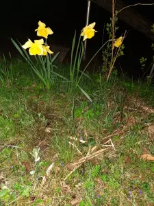 Jacquelien 05 Sleeping Trumpets